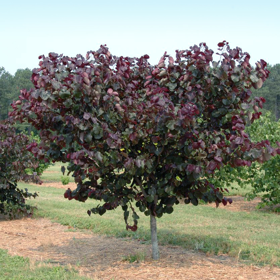 Cercis canadensis 'Merlot'